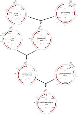 A New Bifidobacteria Expression SysTem (BEST) to Produce and Deliver Interleukin-10 in Bifidobacterium bifidum